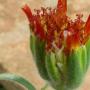 Blow Wives (Achyrachaena mollis): Being either red, orange or yellow, these natives occasionally dotted the grassy areas by the lagoon.